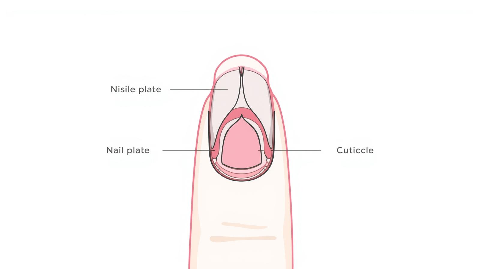 爪の構造と成長メカニズム：プロが知っておくべき基礎知識